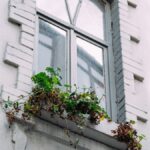An elegant window adorned with lush climbing plants on a white building facade.