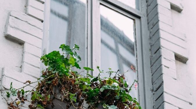 An elegant window adorned with lush climbing plants on a white building facade.